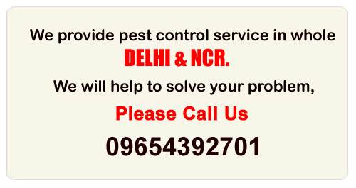 Pest Control Gurgaon