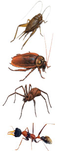 Pest Control Gurgaon